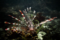   Lion Fish taken olympus pen EPL1 seasea YS110a E-PL1 PL1 YS-110a YS 110a  
